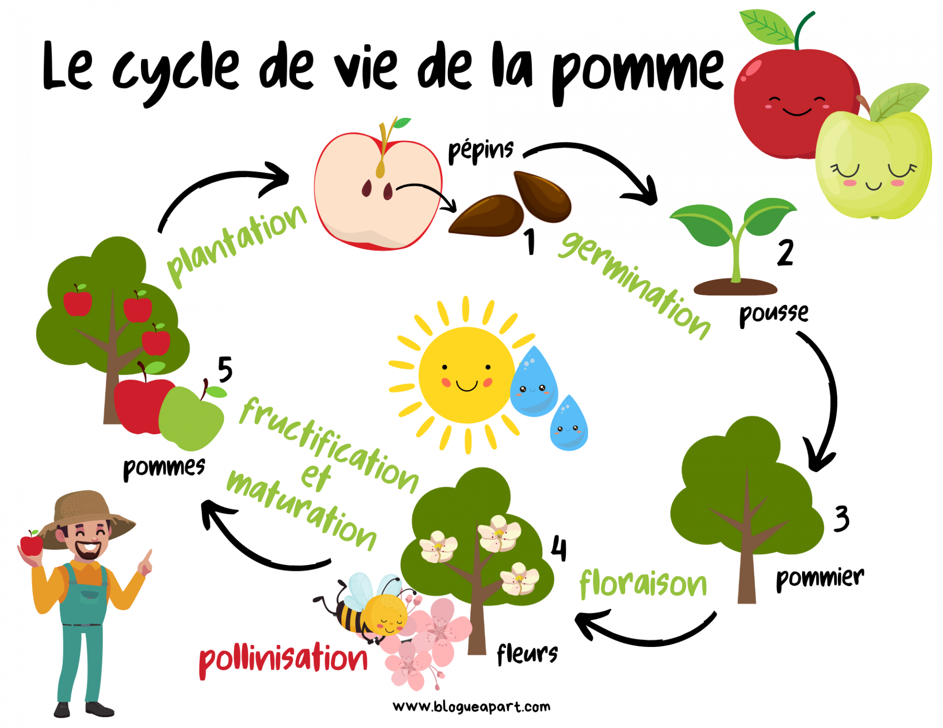 Les pommes - Blogue à part